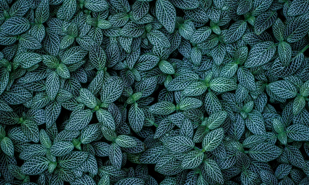 8 4K Dark Leaf Wallpaper