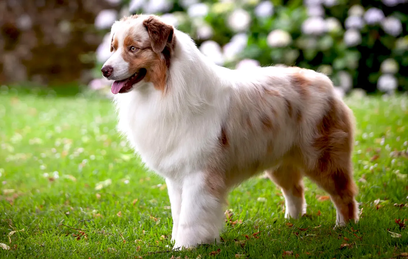 8 Australian Shepherd Dog