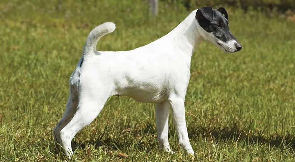 80 Fox Terrier Smooth Coat