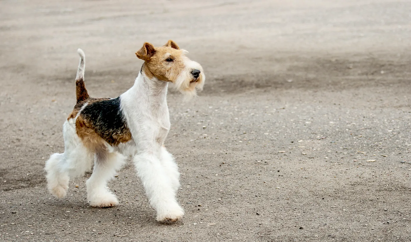 81 Fox Terrier Wire Coat