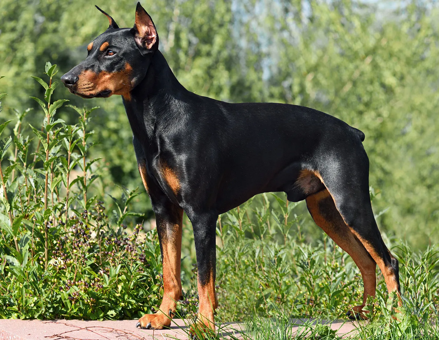 84 German Pinscher