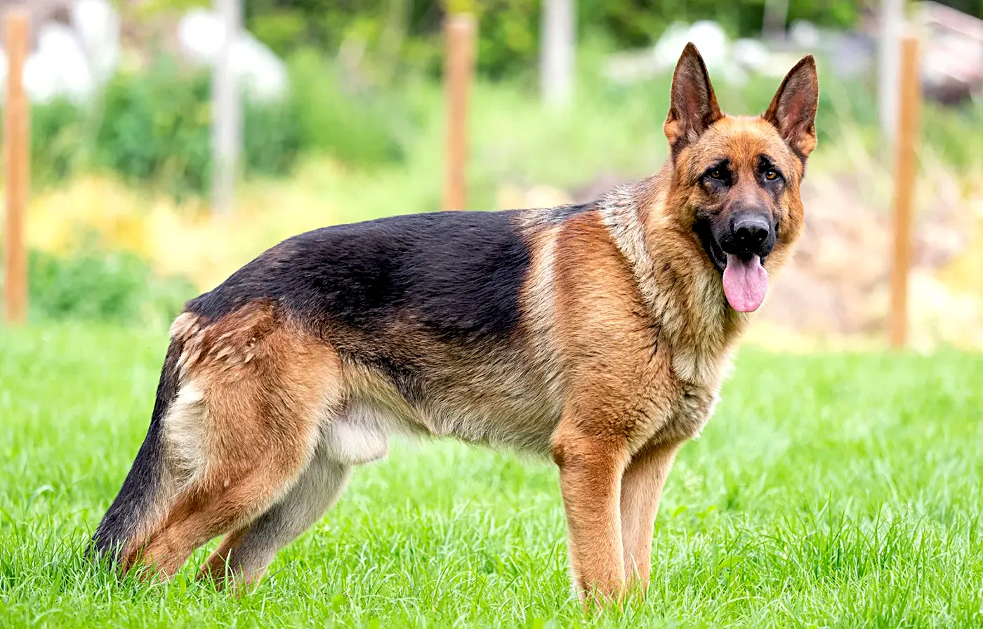 85 German Shepherd Dog