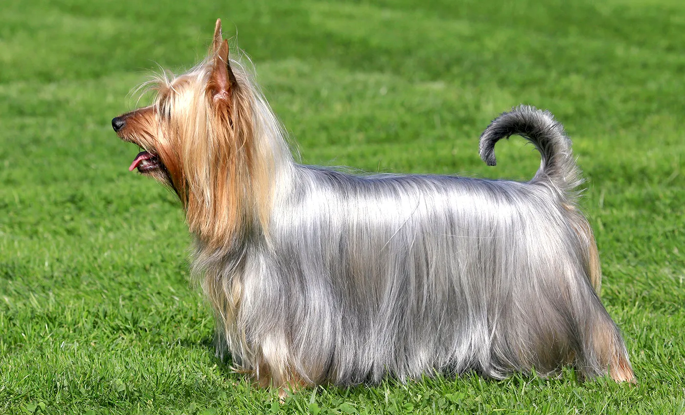 9 Australian Silky Terrier