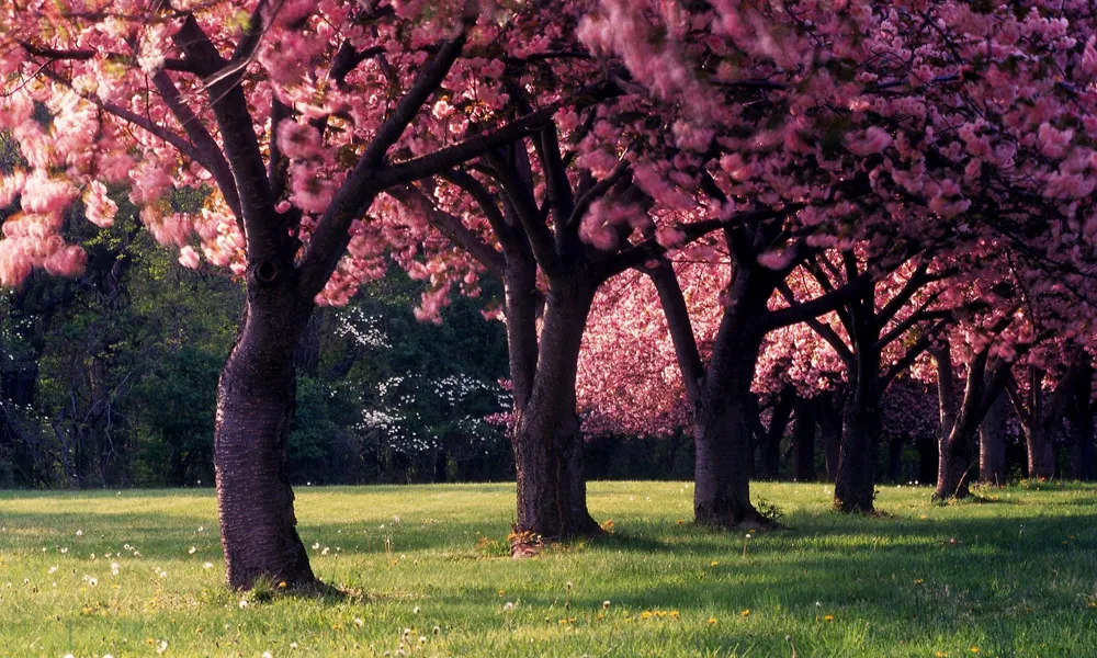 9 Spring Trees HD
