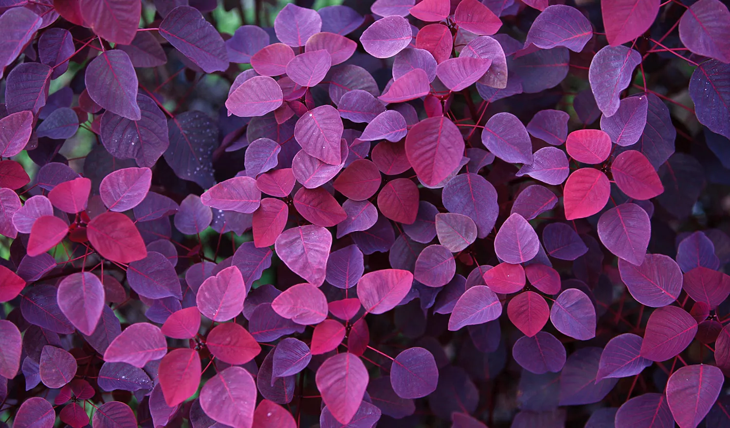 Apa itu Kode Warna Ungu