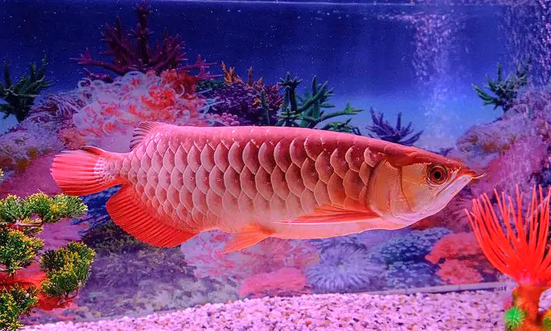 Arwana Super Red