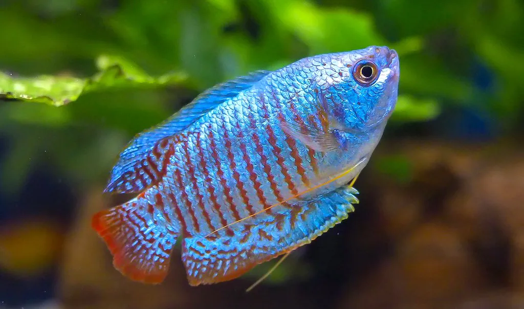 Blue Gourami