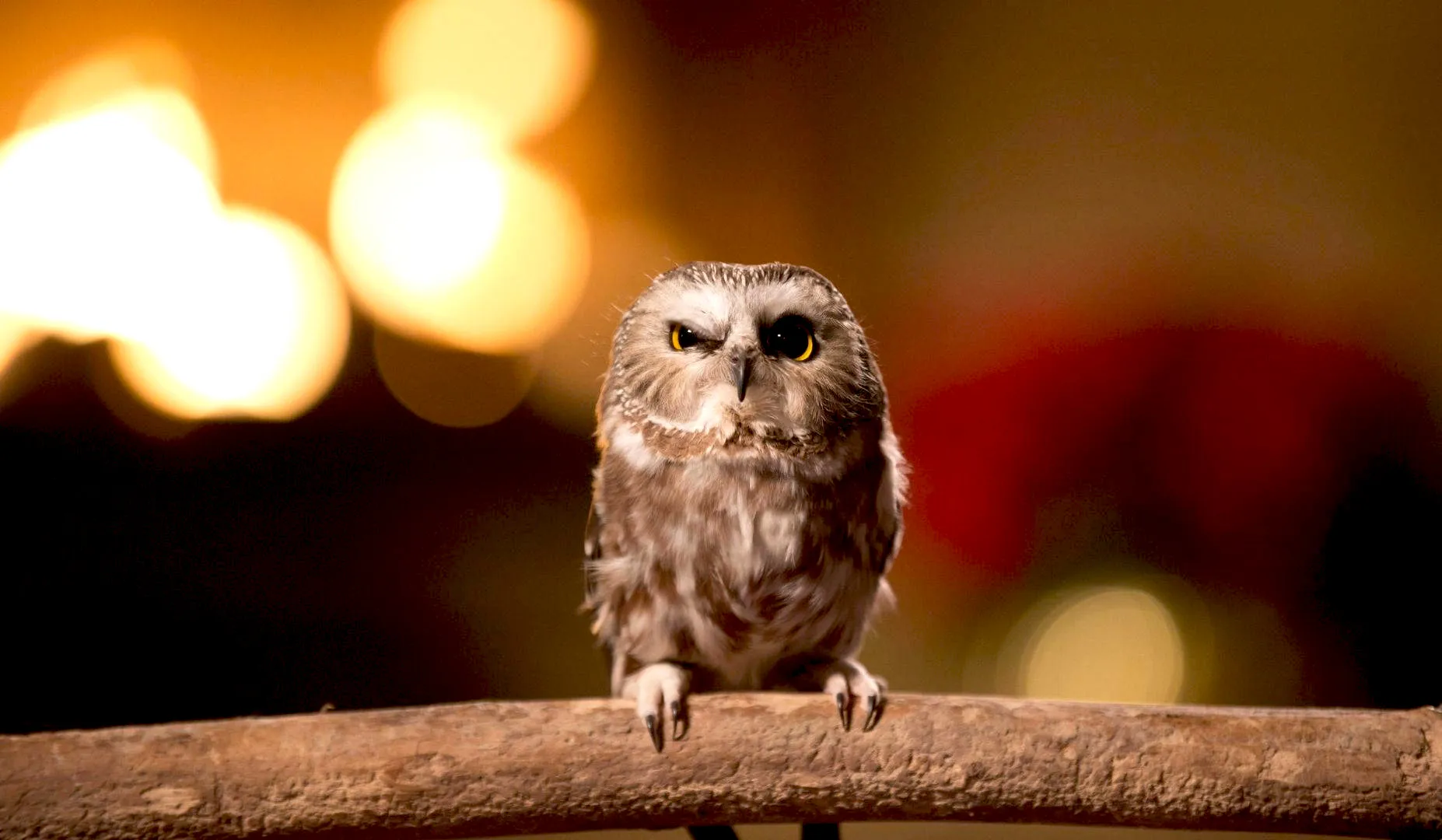 Ejaan Nama Hewan Bahasa Inggris