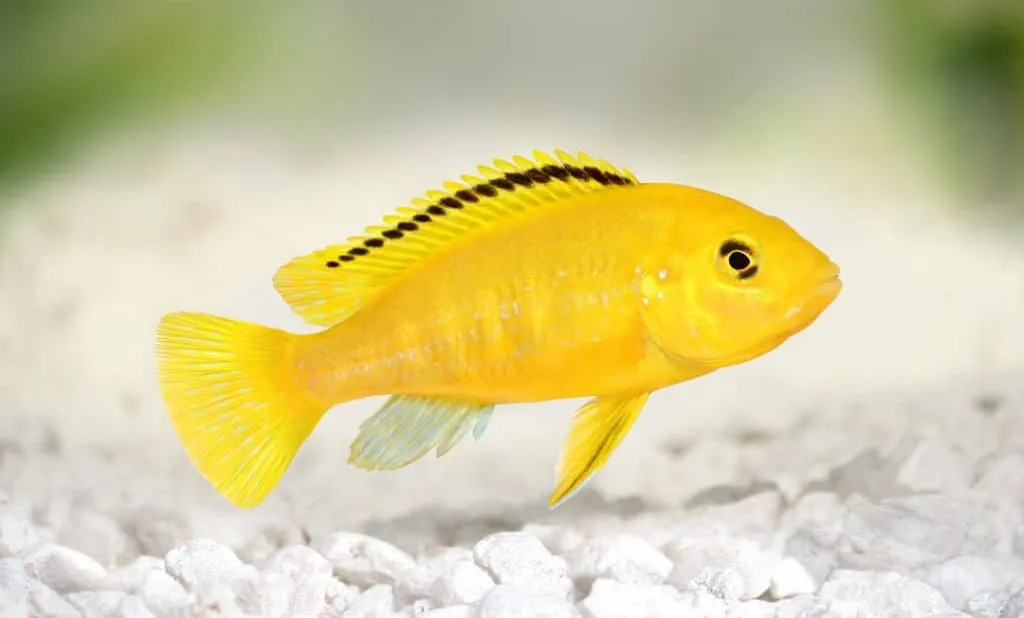 Electric Yellow Cichlid