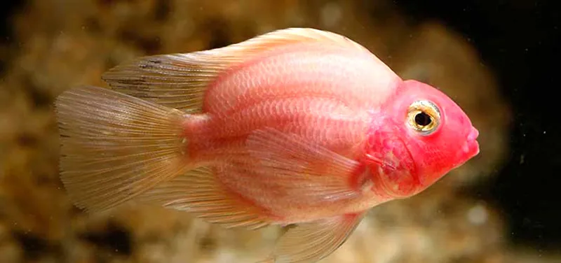 Flowerhorn