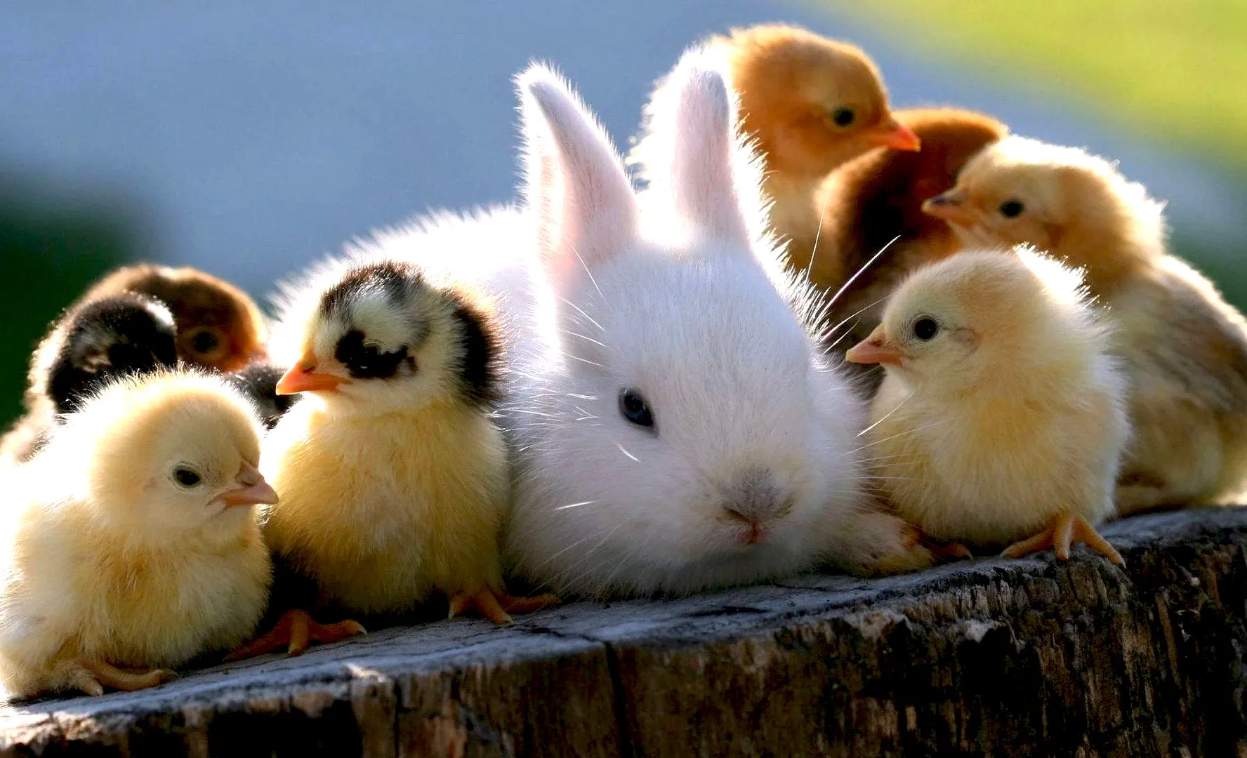 Idiom Bahasa Inggris Tentang Hewan