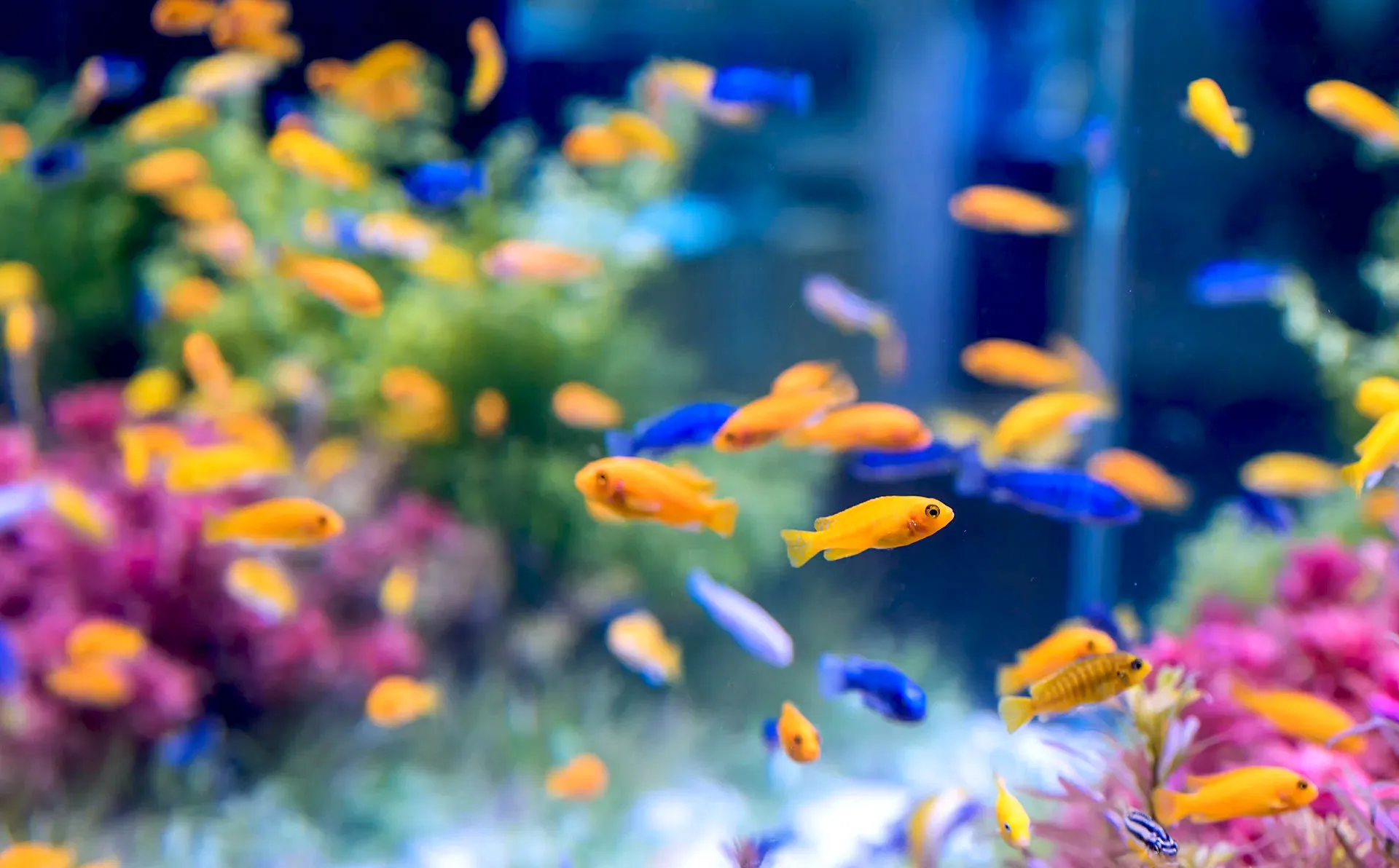 Jenis Ikan Hias Air Tawar