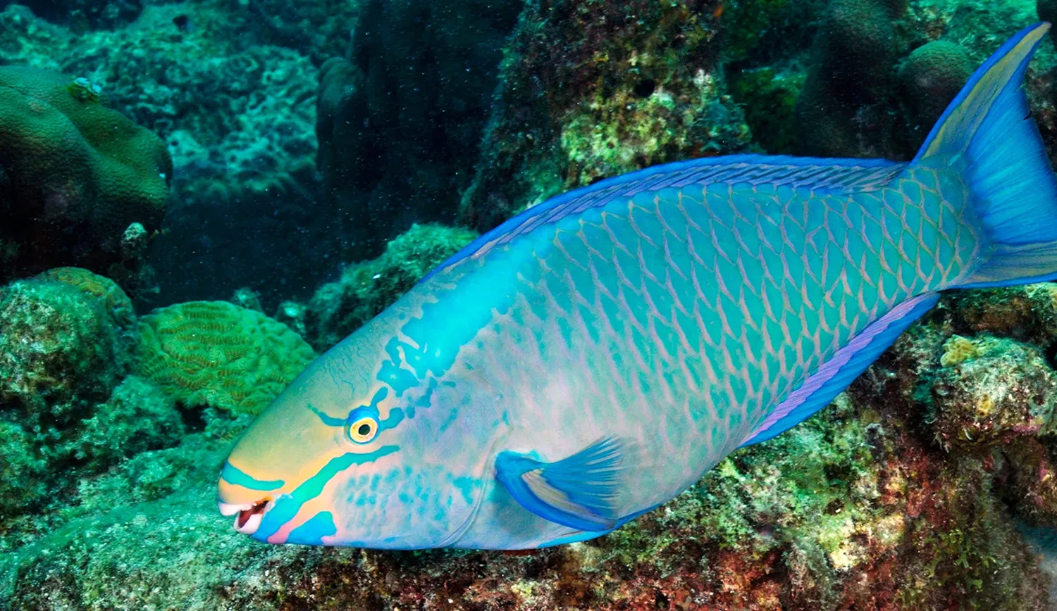 Parrot Fish