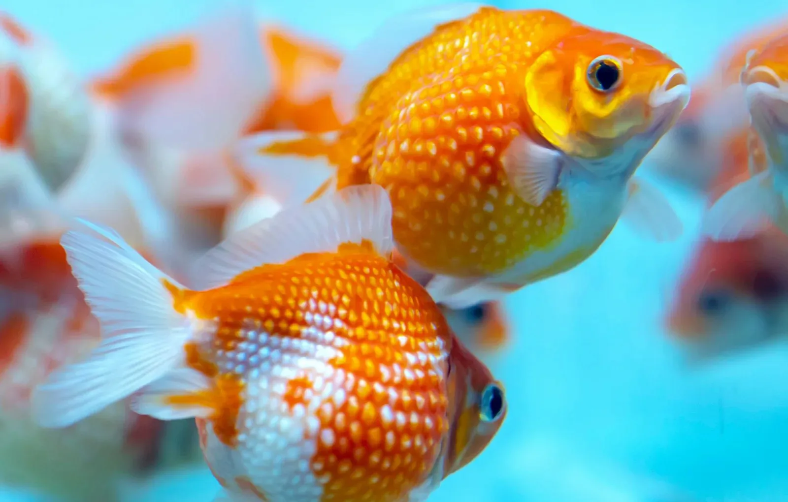 Pearl Scale Goldfish