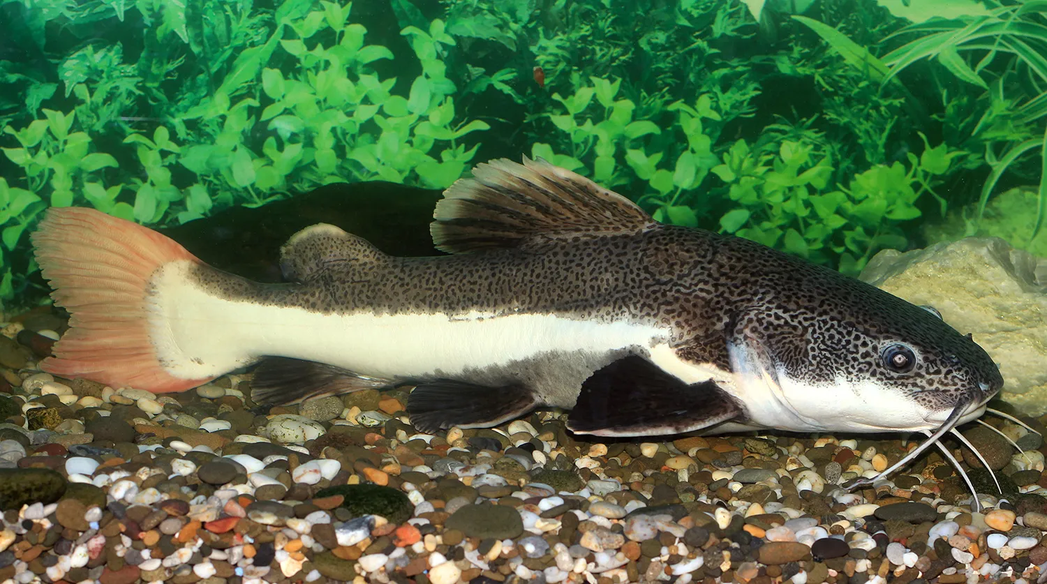 Red Tail Catfish
