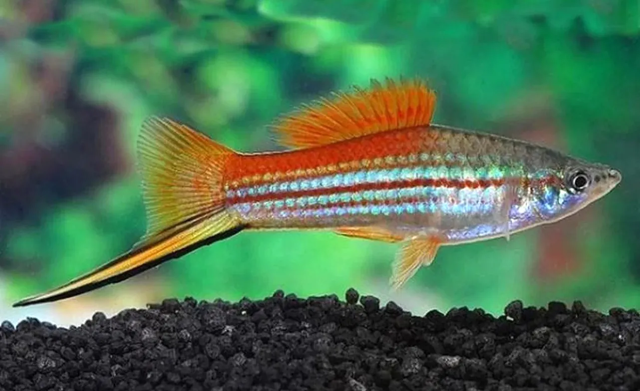 Swordtail Pineapple