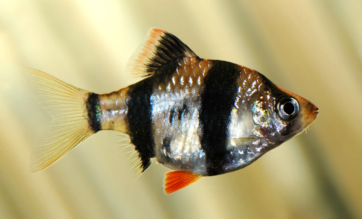 Tiger Barb