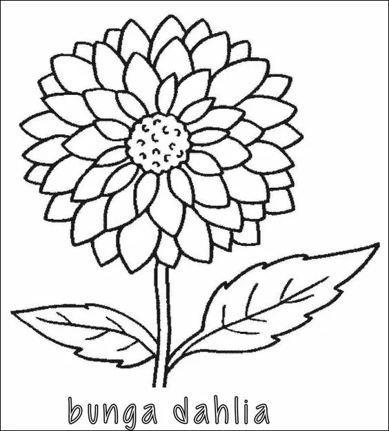 12 Bunga dahlia untuk menggambar dan mewarnai