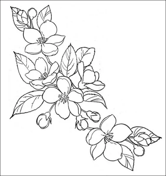 13 Bunga melati yang indah dan menawan