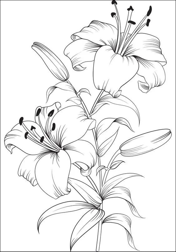 2 Menggambar bunga lili, indah dan menawan