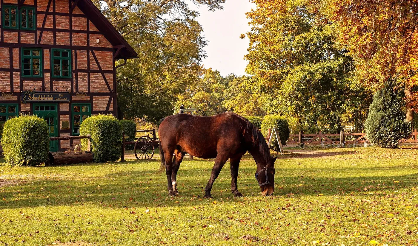 Harga Kuda Tunggangan
