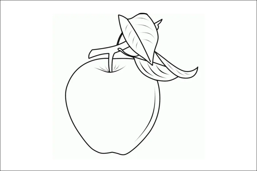 Gambar 04. Sketsa Buah Apel dengan Tangkai Daunnya