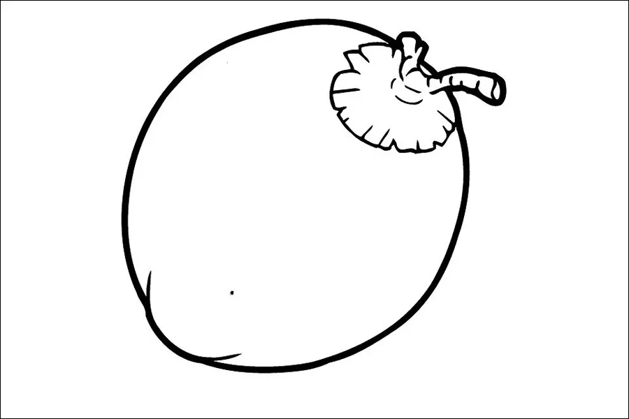 Gambar 06. Sketsa Buah Kelapa Muda