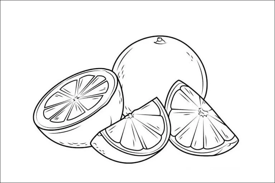 Gambar 07. Sketsa Buah Jeruk Manis Dikupas