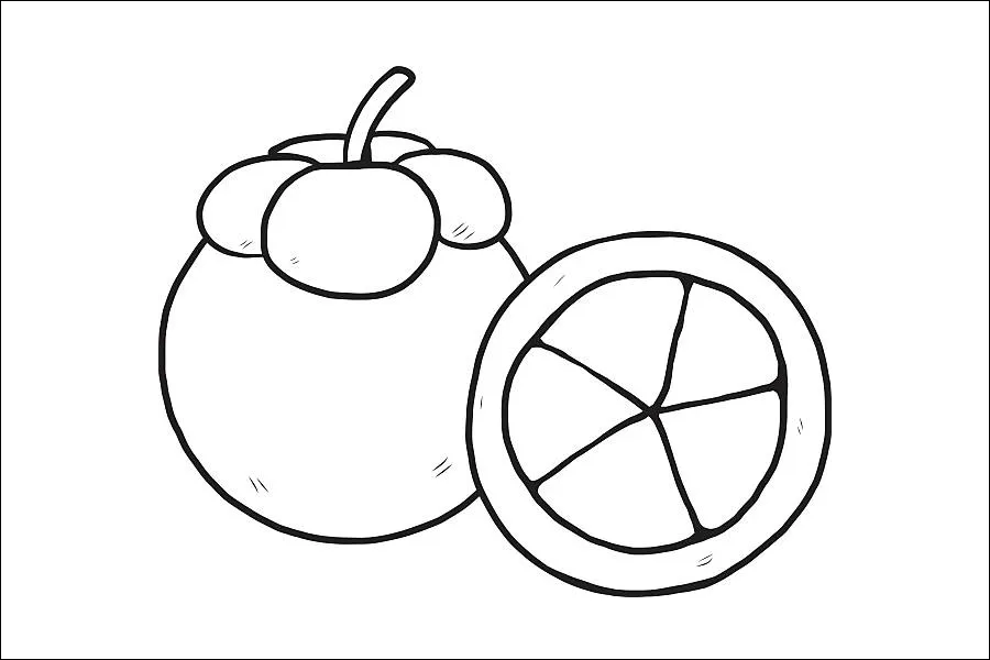 Gambar 08. Sketsa Buah Manggis Manis