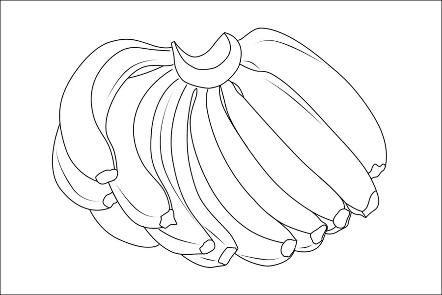 Gambar 11. Sketsa Buah Pisang