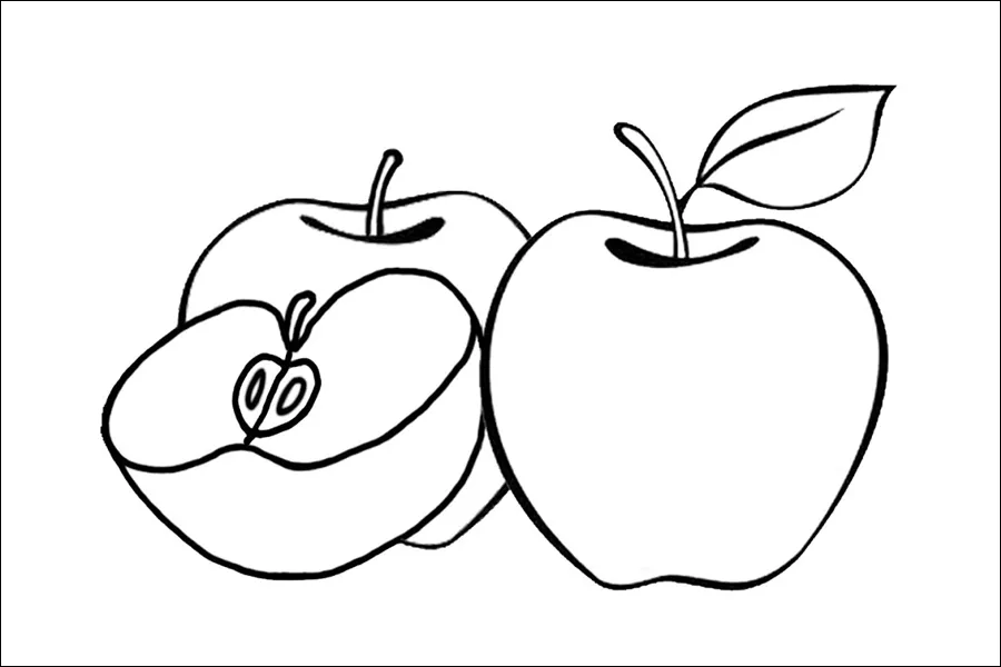 Gambar 14. Sketsa Buah Apel yang Dikupas