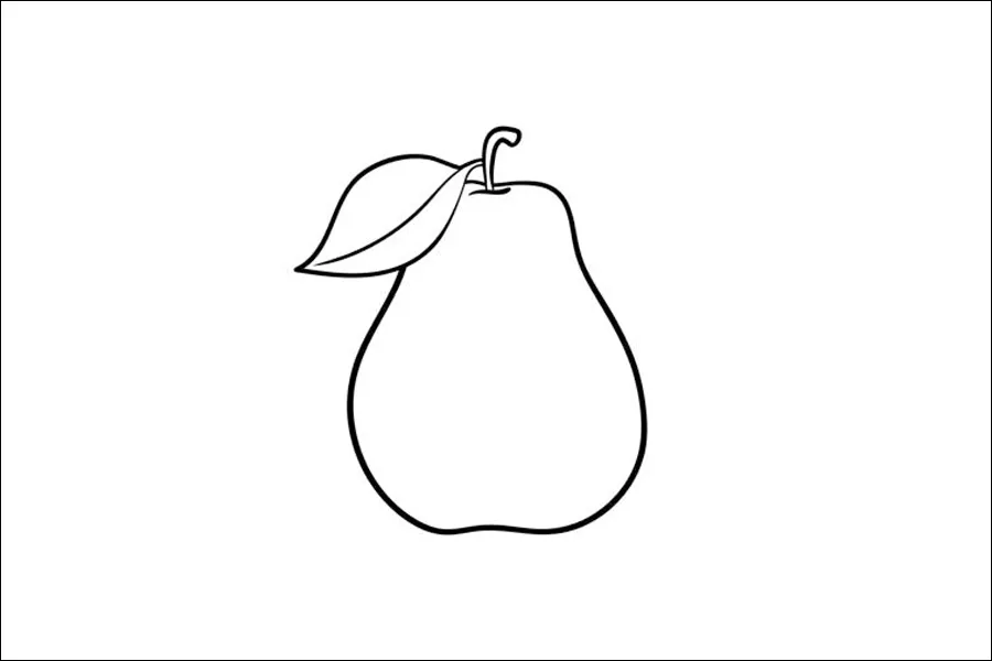 Gambar 20. Sketsa Buah Pir