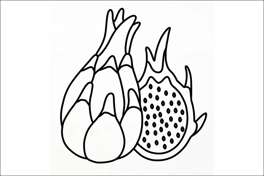 Gambar 21. Sketsa Buah Naga