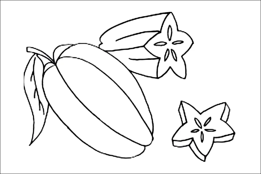 Gambar 22. Sketsa Buah Belimbing