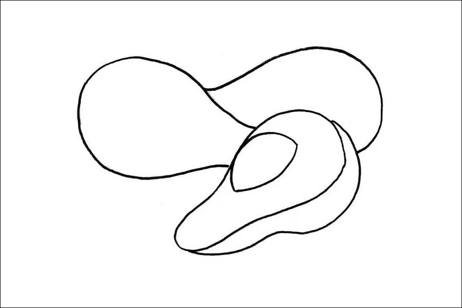 Gambar 23. Sketsa Buah Alpukat