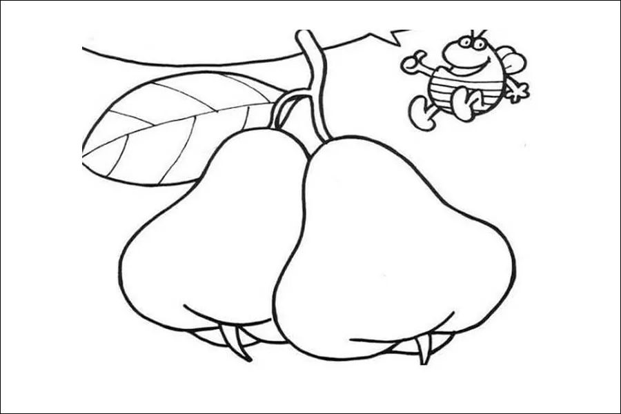 Gambar 24. Sketsa Buah Jambu Air