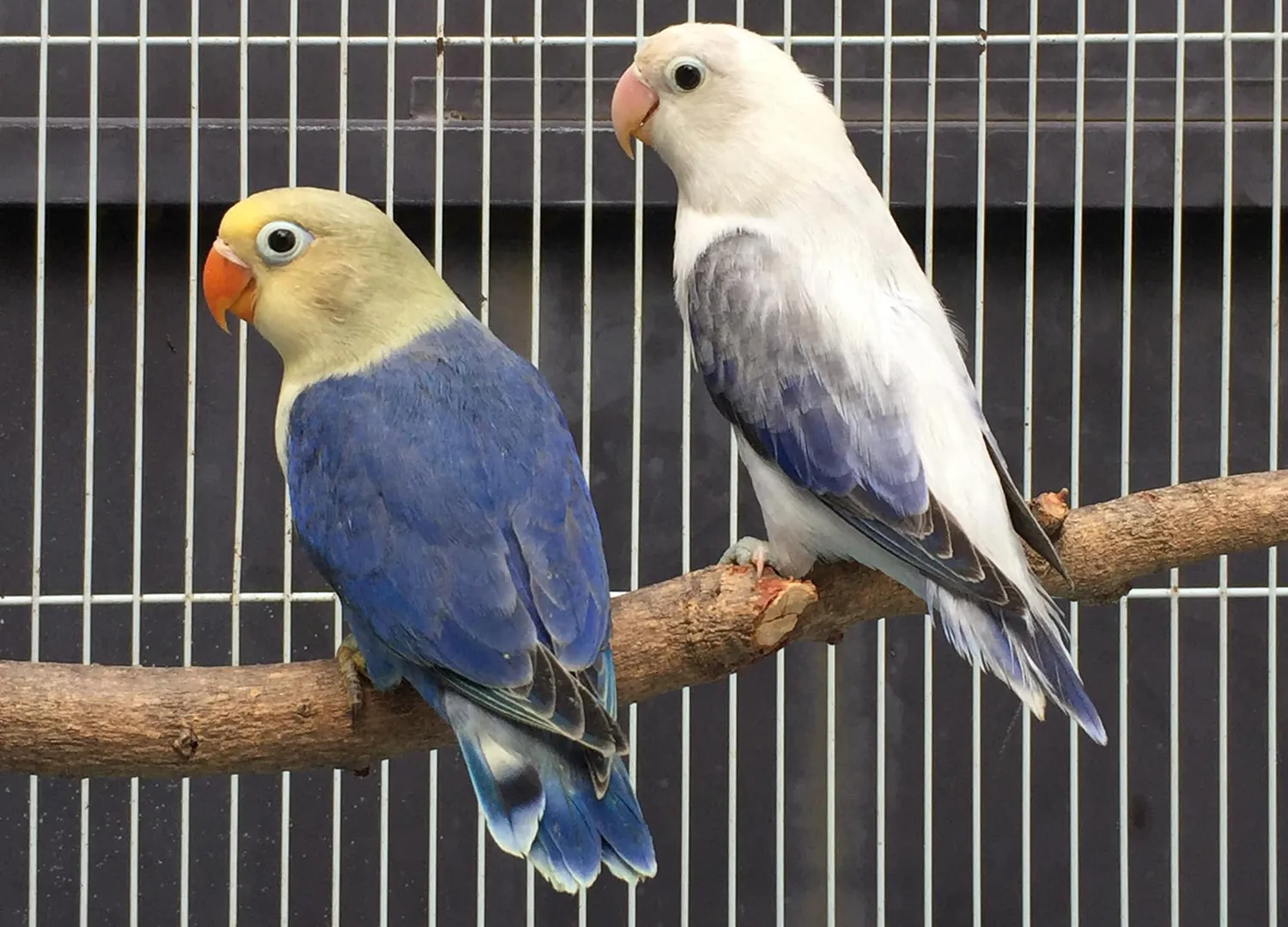 1. Lovebird Pale Fallow