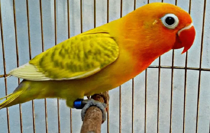 10. Lovebird Blorok