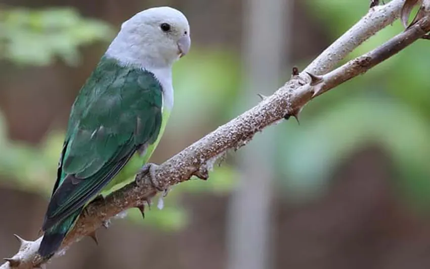 11. Lovebird Madagaskar