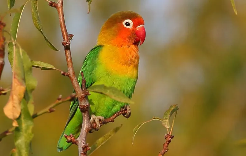 13. Lovebird Fischer