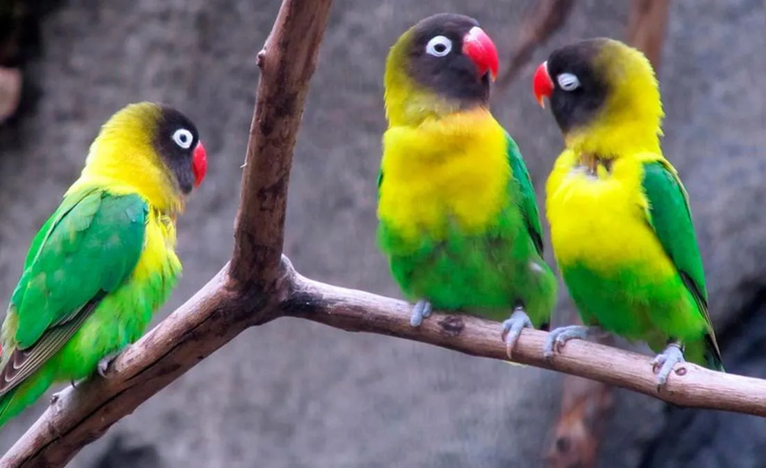 14. Lovebird Dakocan