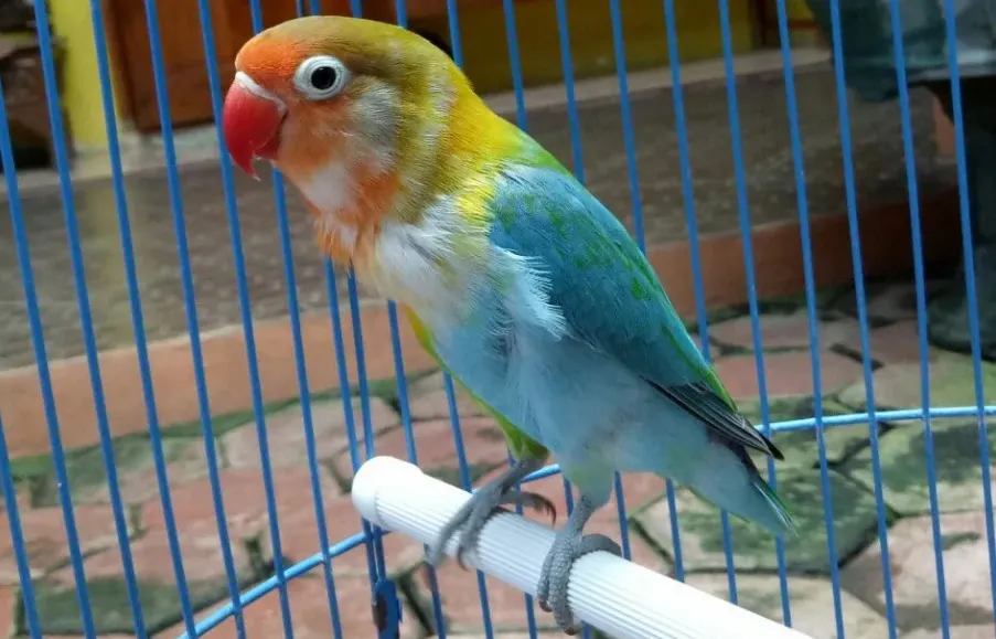 17. Lovebird Halfsider