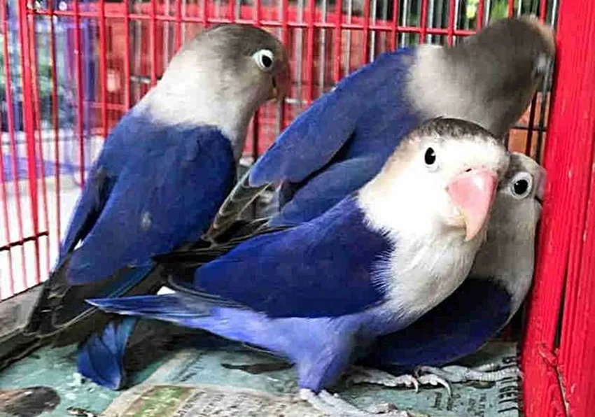 19. Lovebird Biru Mangsi