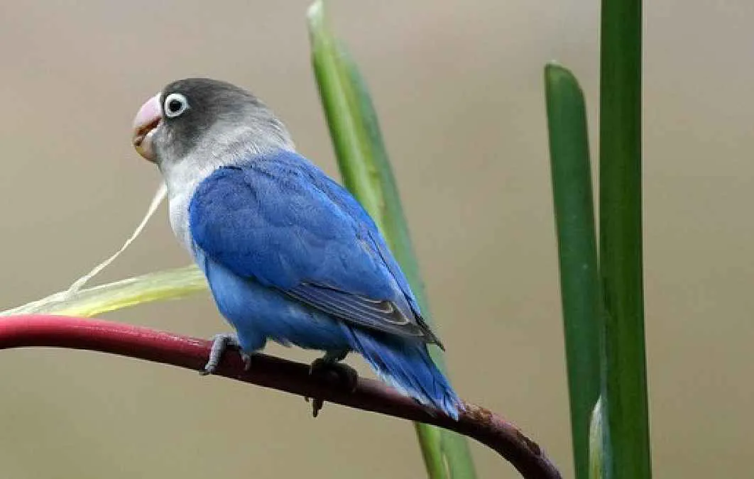 22. Lovebird Biola Blue