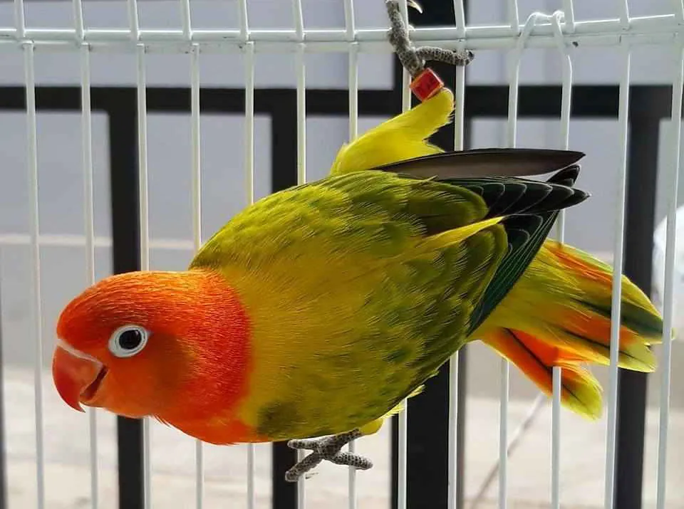 23. Lovebird Biola Euwing