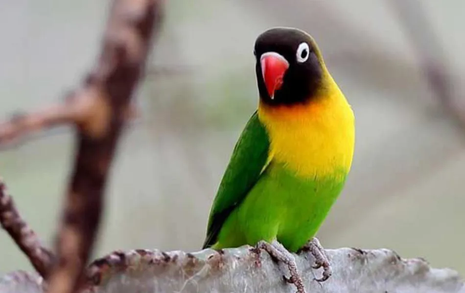 24. Lovebird Topeng