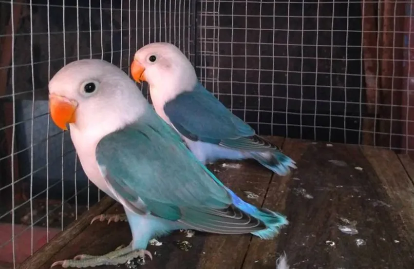 25. Lovebird Kepala Elang