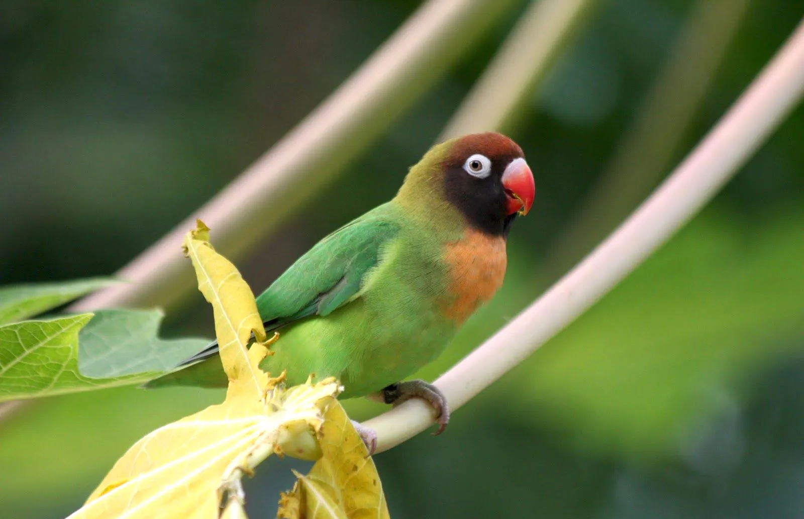 26. Lovebird Pipi Hitam