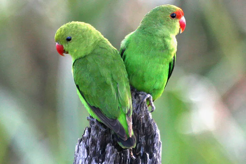 27. Lovebird Abisinia