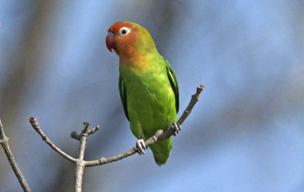 28. Lovebird Nyasa
